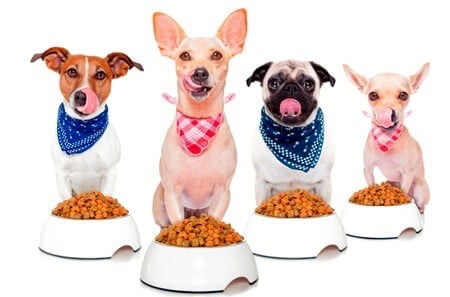 Selección de alimentos para perros